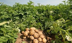 تولید ۸۷۰ هزار تن سیب‌زمینی در همدان