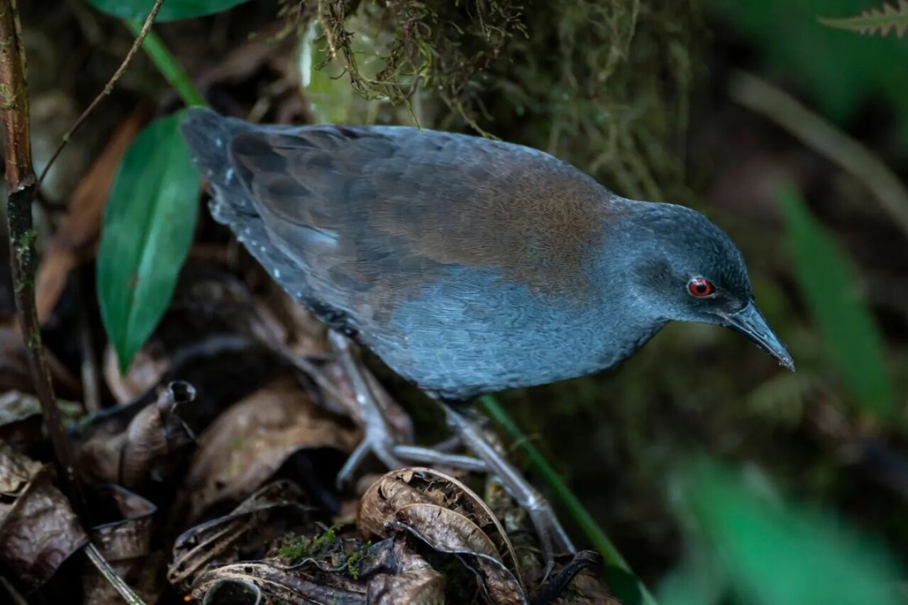 پرنده گمشده پس از ۲۰۰ سال به گالاپاگوس برگشت پرنده گمشده پس از ۲۰۰ سال به گالاپاگوس برگشت