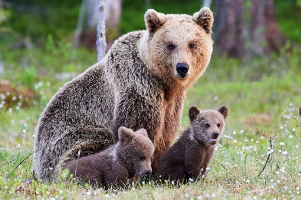 ببینید | خرس مادر و سه توله‌اش در مسیر کوه‌های تاترا ظاهر شدند